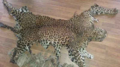 Leopard's-Skin-1470059912.jpg