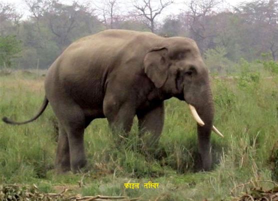 Wild-Elephant-1484038879.jpg