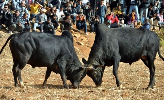 goru-judhai-1484207500.jpg