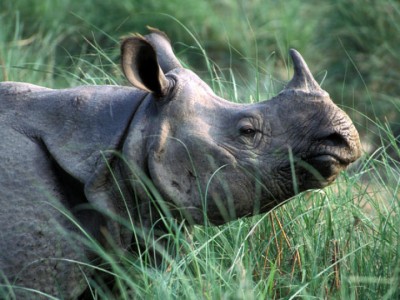 Greater_One_Horned_Rhino_-1484478900.jpg
