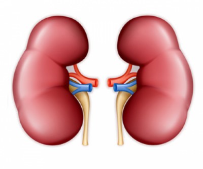 Human-kidney-adjusted-275-1487902215.jpg