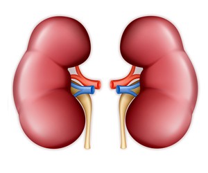 Human-kidney-adjusted-275-1487902215.jpg
