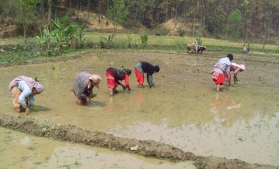1-Hetauda-Ropain7-1498124315.JPG