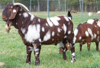 Boer-Goat-Farming.-1507469909.jpg
