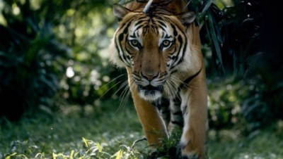 Tiger-1522069561.JPG