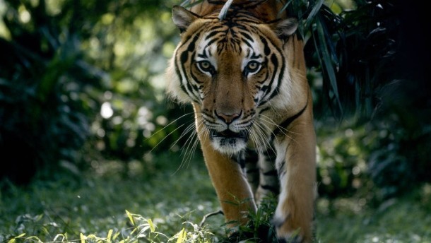 Tiger-1522069561.JPG
