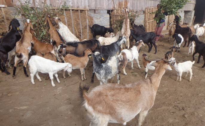 Goat-1525882858.jpg