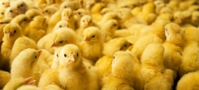 Chicken-1527169376.jpg