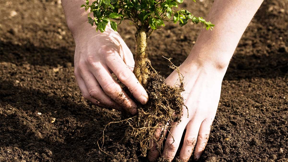 tree-planting-1531574150.jpg