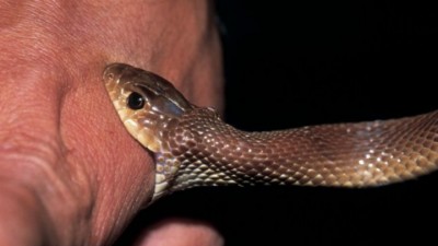 Snake-Bite-1540869931.jpg