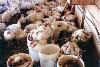 high-poultry-mortality-1551199194.jpg