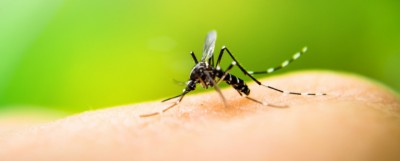 Dengue-Fever-1565231175.jpg