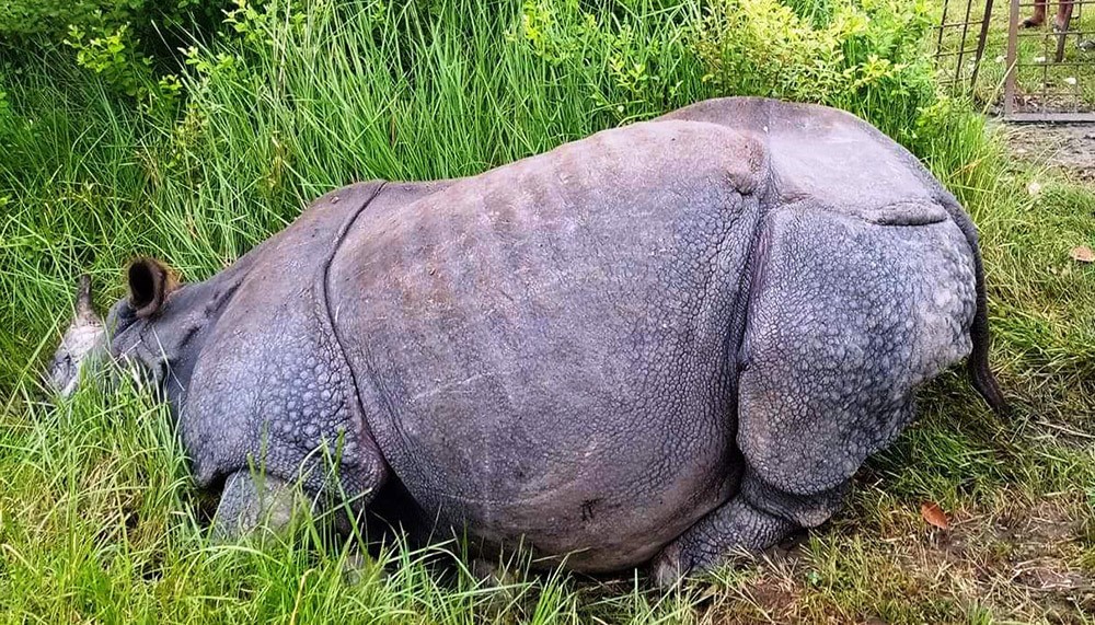 Rhino-1644307098.jpg