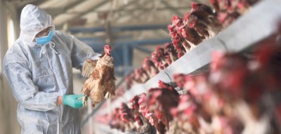 Bird-Flu1-1648978667.jpg