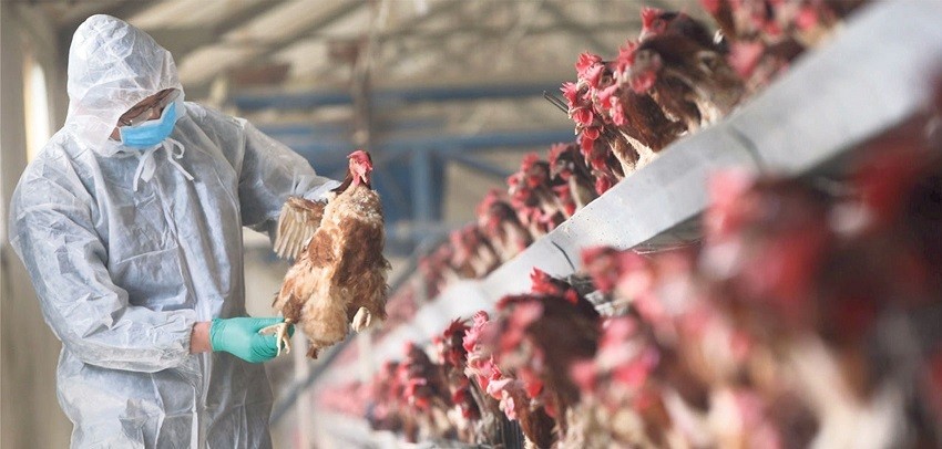 Bird-Flu1-1648978667.jpg