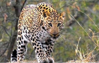 1589709191Leopard-1655014073.jpg