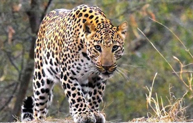 1589709191Leopard-1655014073.jpg