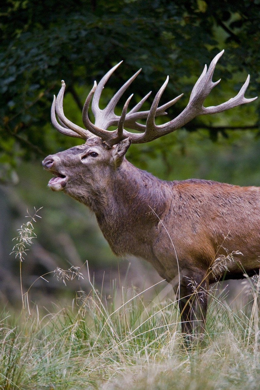 1200px-Red_deer_stag_2009-1660019541.jpg