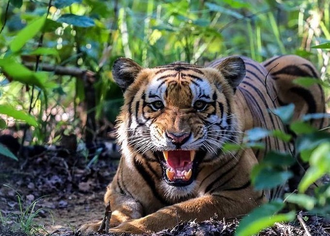 Tiger-1662966885.jpg
