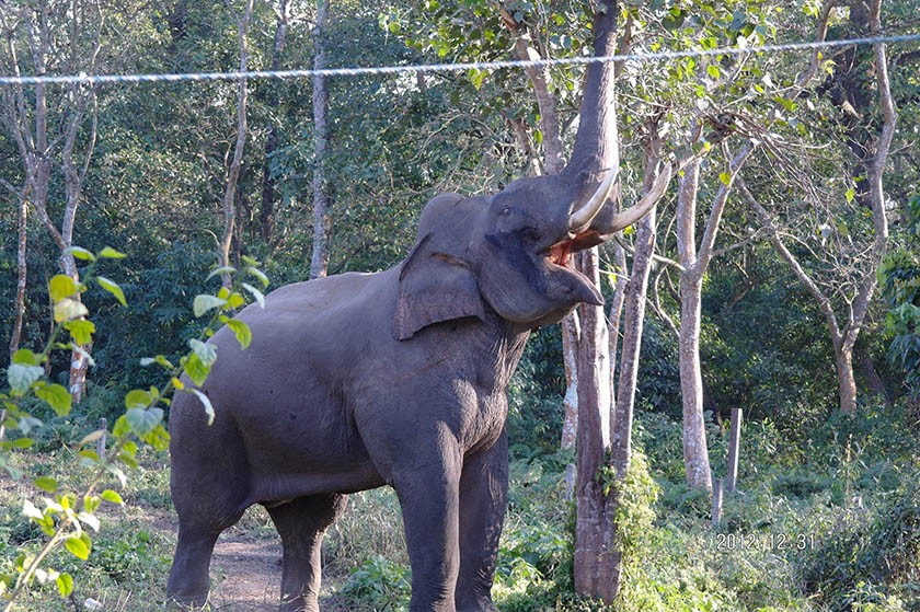 Elephant-1670337137.jpg