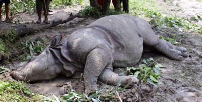 Dead-rhino-1671097045.jpg