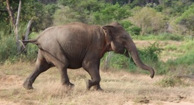 elephant-1671345310.jpg