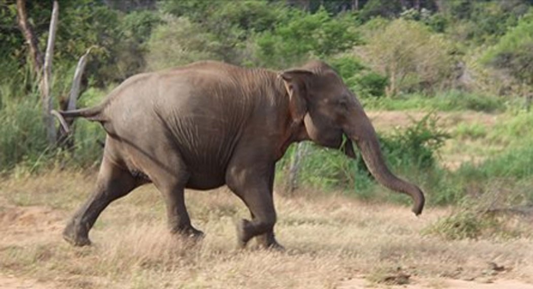 elephant-1671345310.jpg