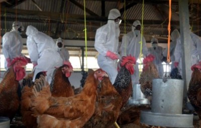 Birdflu-1675735667.jpg