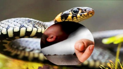 snake-media1659433071-1682858399.jpg