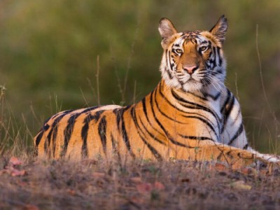 tiger-1690197548.jpg