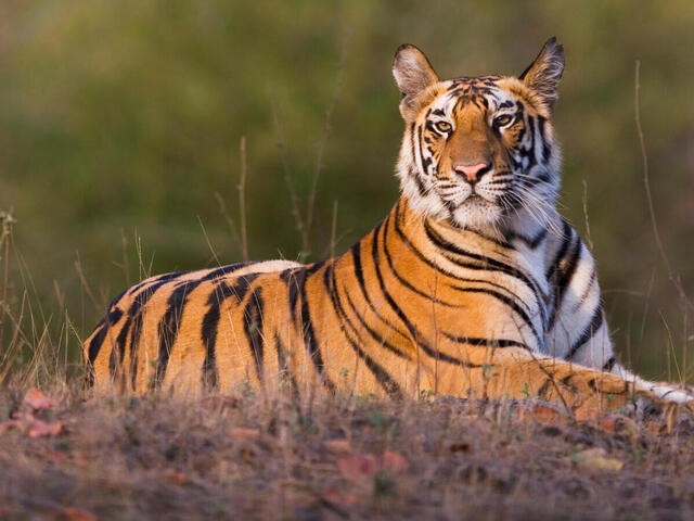 tiger-1690197548.jpg