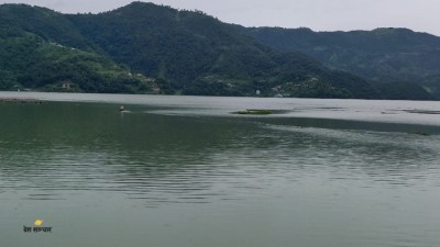 Jalakhumbhi_Fewa-Taal_Pok-1691161304.jpg