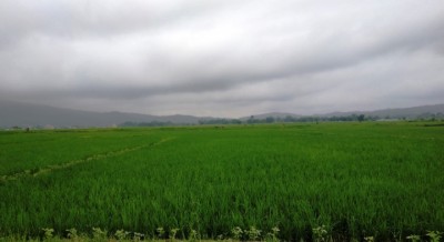 Dhan-kheti-1692580248.jpg