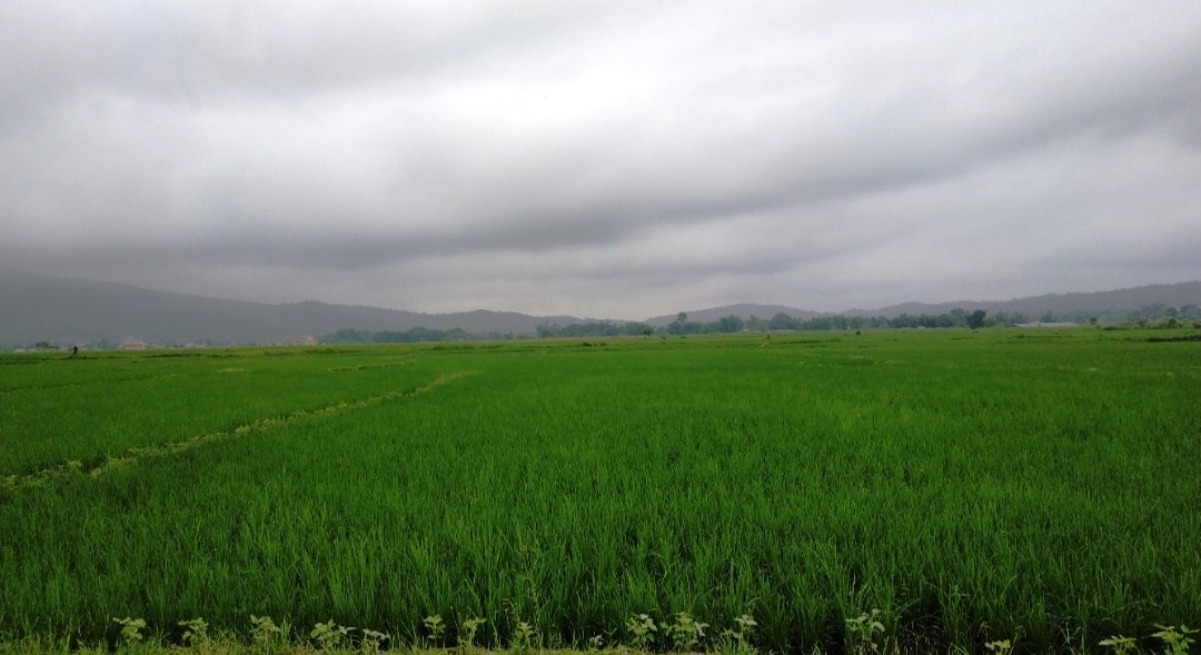 Dhan-kheti-1692580248.jpg