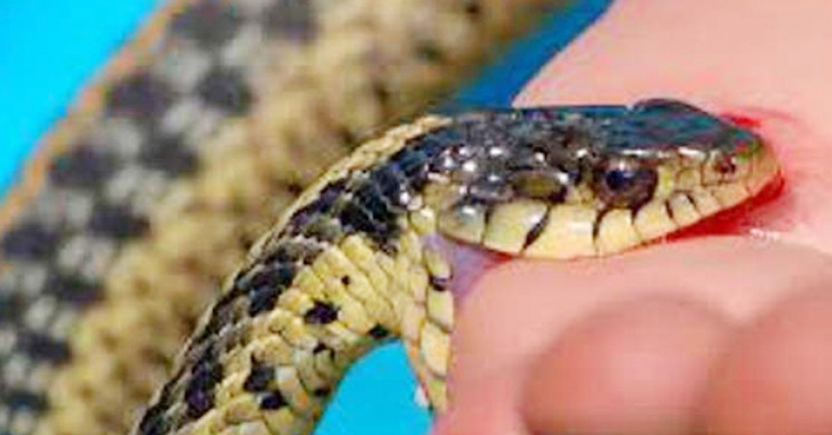 snake-byte-1695273615.jpg