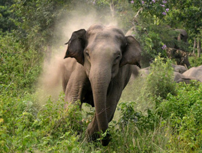 jangali-hatti-wild_elepha-1700617204.jpg