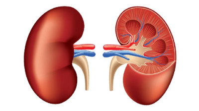 Kidney_1167021043-1710387550.jpg
