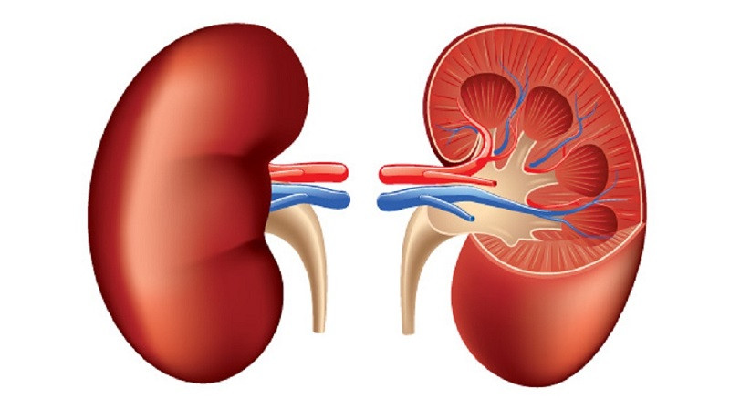 Kidney_1167021043-1710387550.jpg