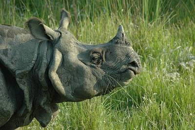 rhino-cc-1713153736.jpg