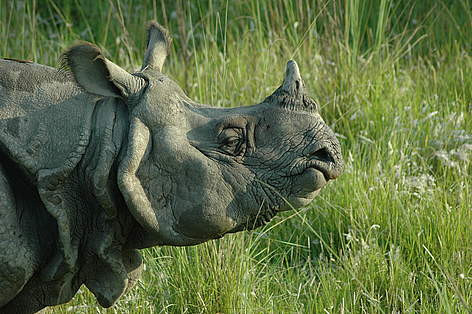 rhino-cc-1713153736.jpg