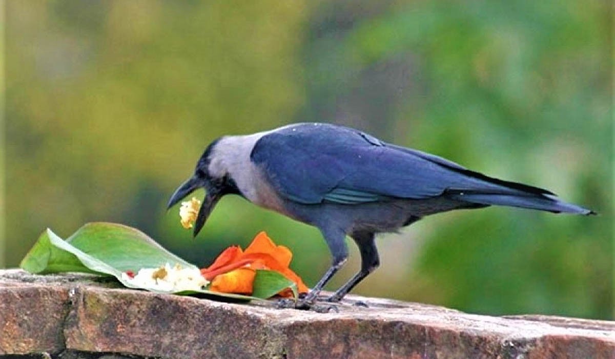 Kaag-Tihar-Crow1635875107-1730250912.jpg