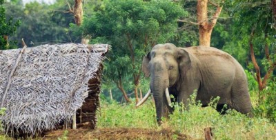 elephant-attack-001-1730443395.jpg