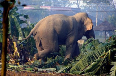 Elephant-attack-e15546080-1731824234.jpg