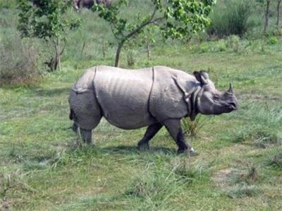 Gainda-Rhino-1738393027.jpg