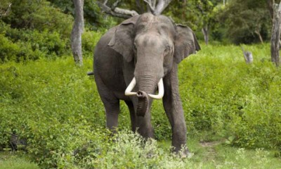 Elephant-1738805757.jpg