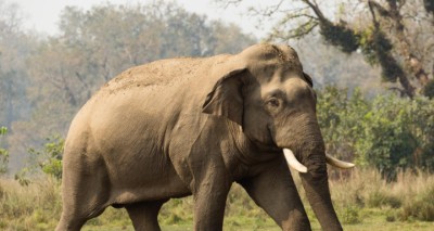 asian-elephat_1650894207-1741483350.jpg