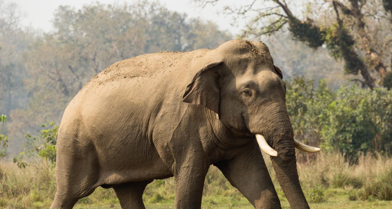 asian-elephat_1650894207-1741483350.jpg