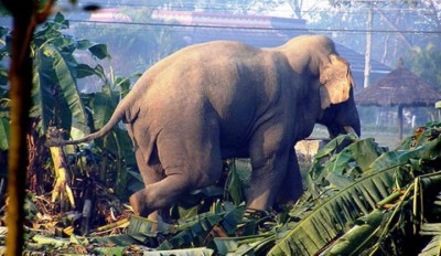 11_elephent_Q9naHPW2wS-1758348580.jpg